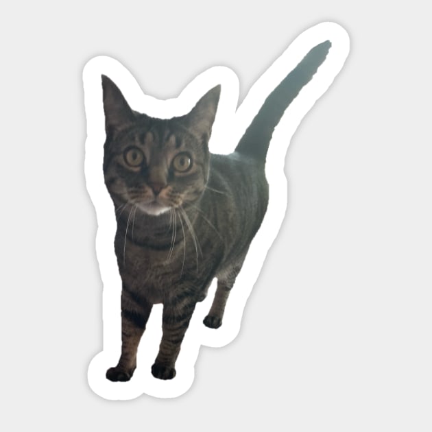 Alert Tabby Sticker by Amanda1775